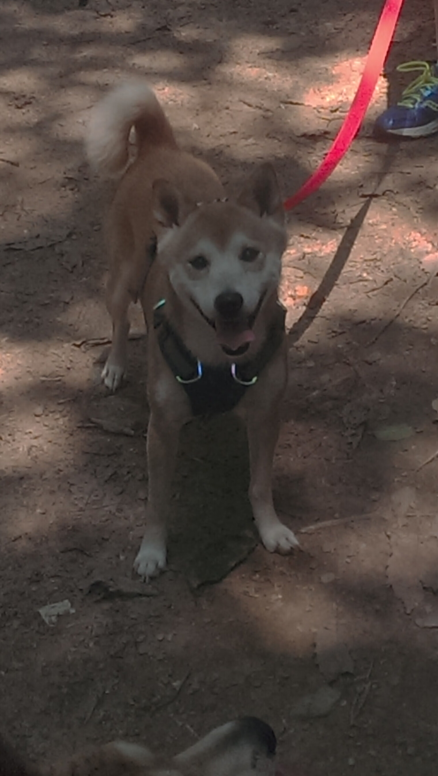 CBA球队加强投篮专项训练提升稳定性，cba投篮准的球员