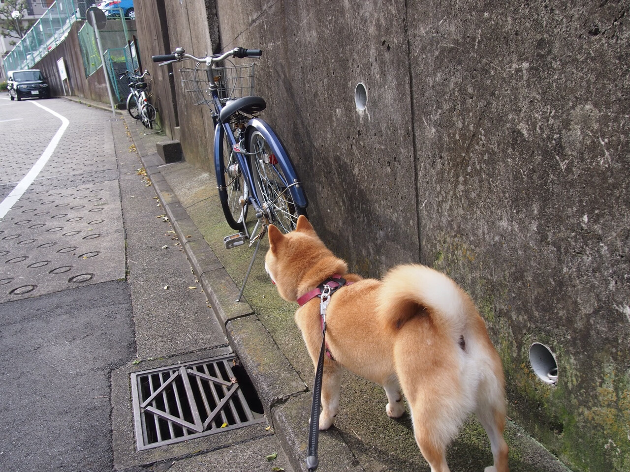 kaiyun官方网站-2025年蛙泳世界TOP10技术数据榜单，世界蛙泳冠军教学视频