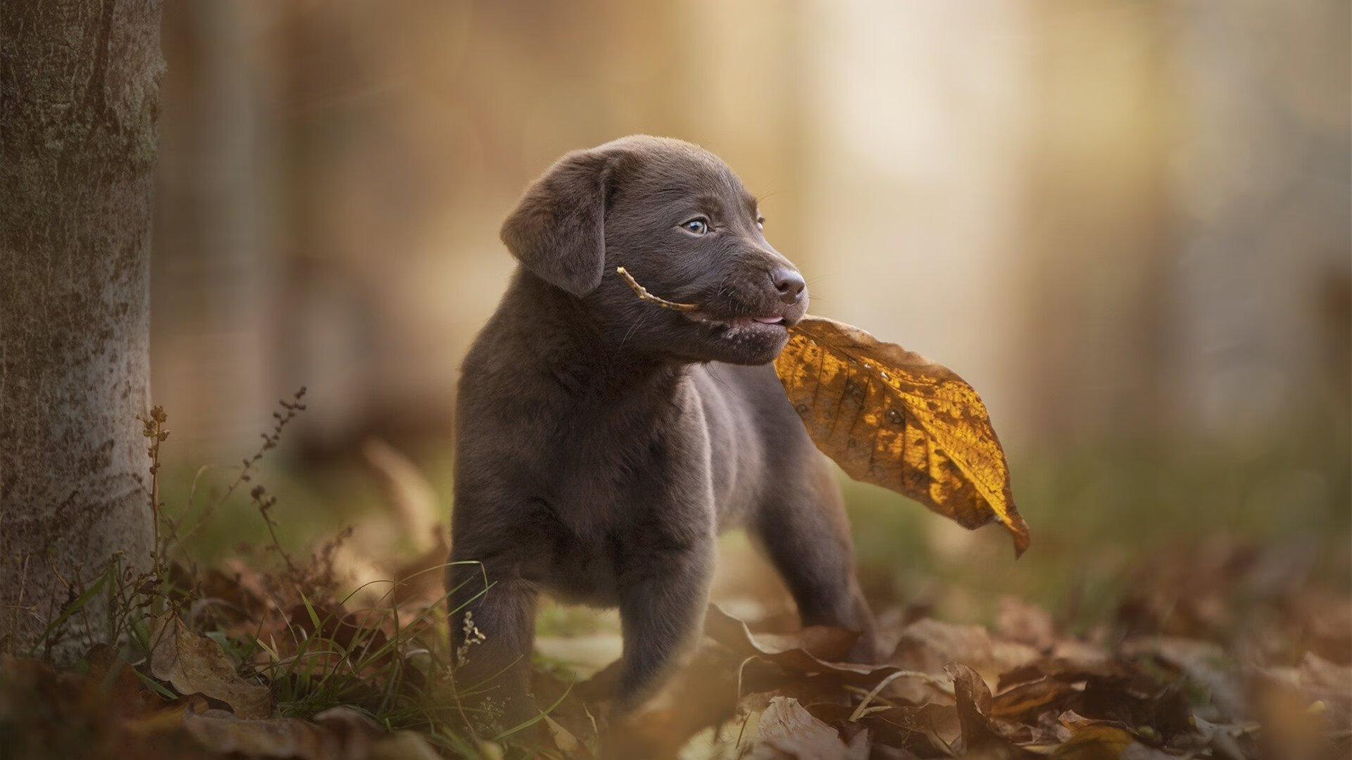 kaiyun.com-“电动冲浪：2025世界运动会带来马鞍山赛场的全新水上体验”