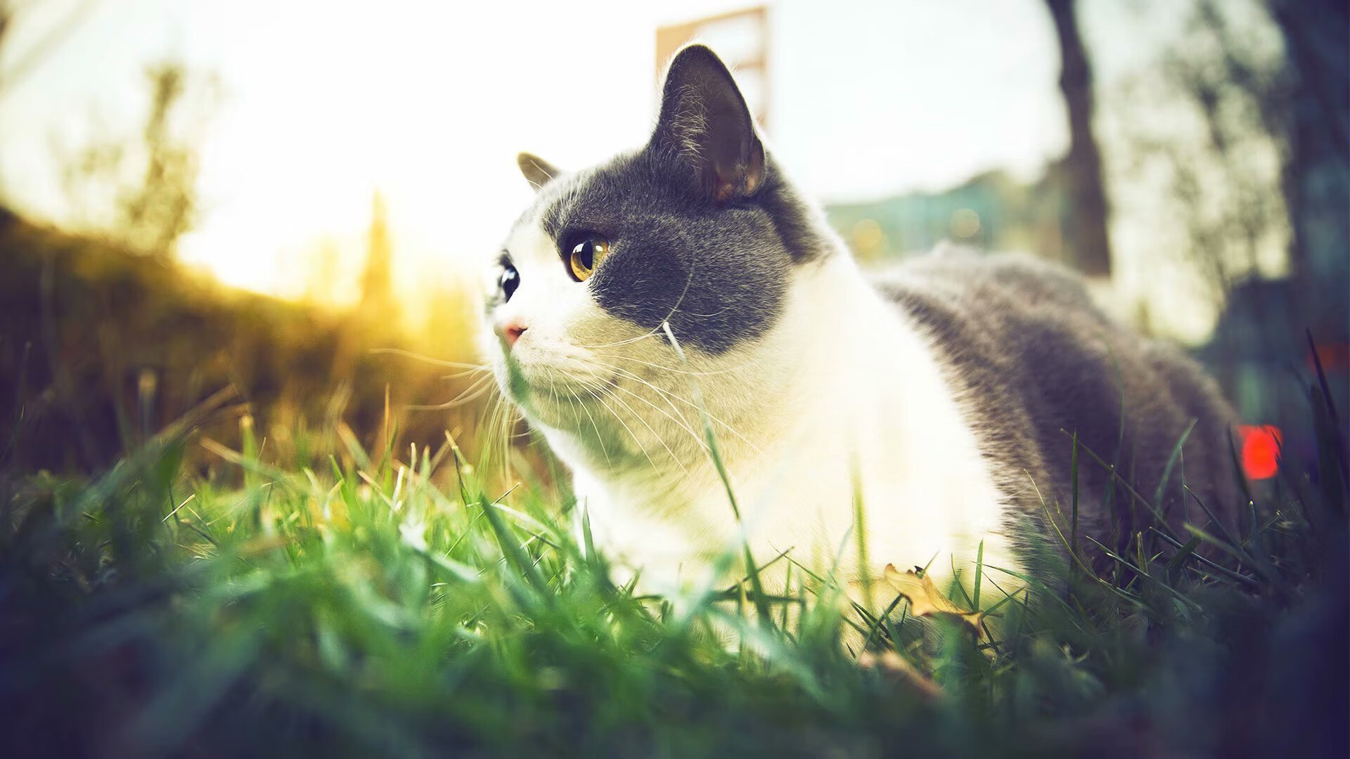 开云网站-中超联赛中国足球爆冷 战术执行遭质疑，中超比赛争议