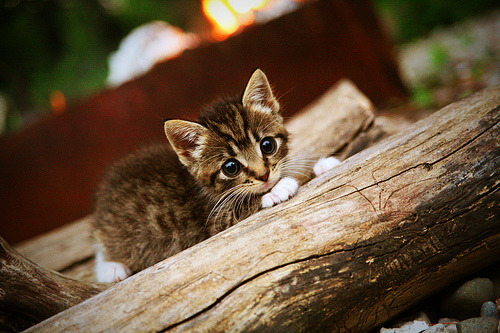 北京鸭新赛季阵容调整注重年轻化发展，北京鸭百度百科