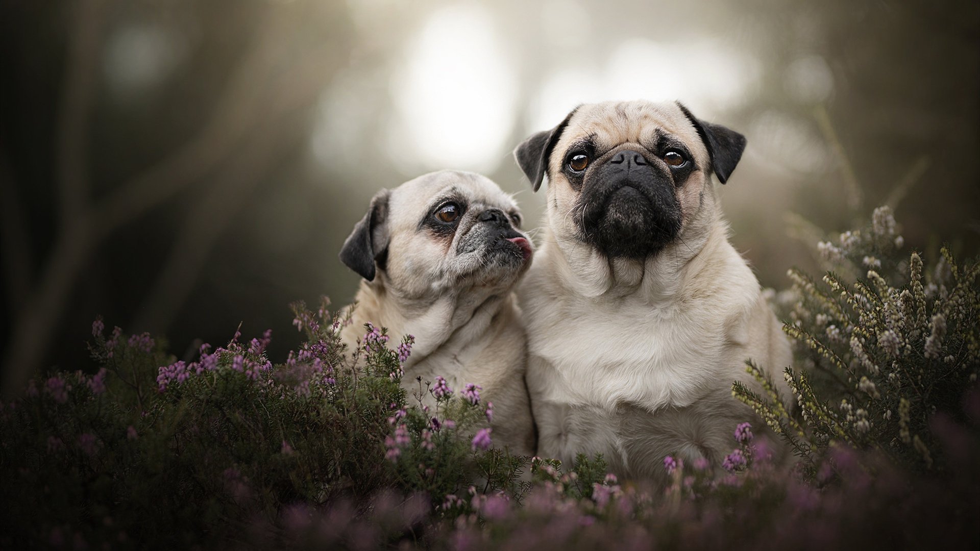 美国乒乓队未来目标:如何提高整体竞技水平,冲击世界大赛,美国乒乓球运动