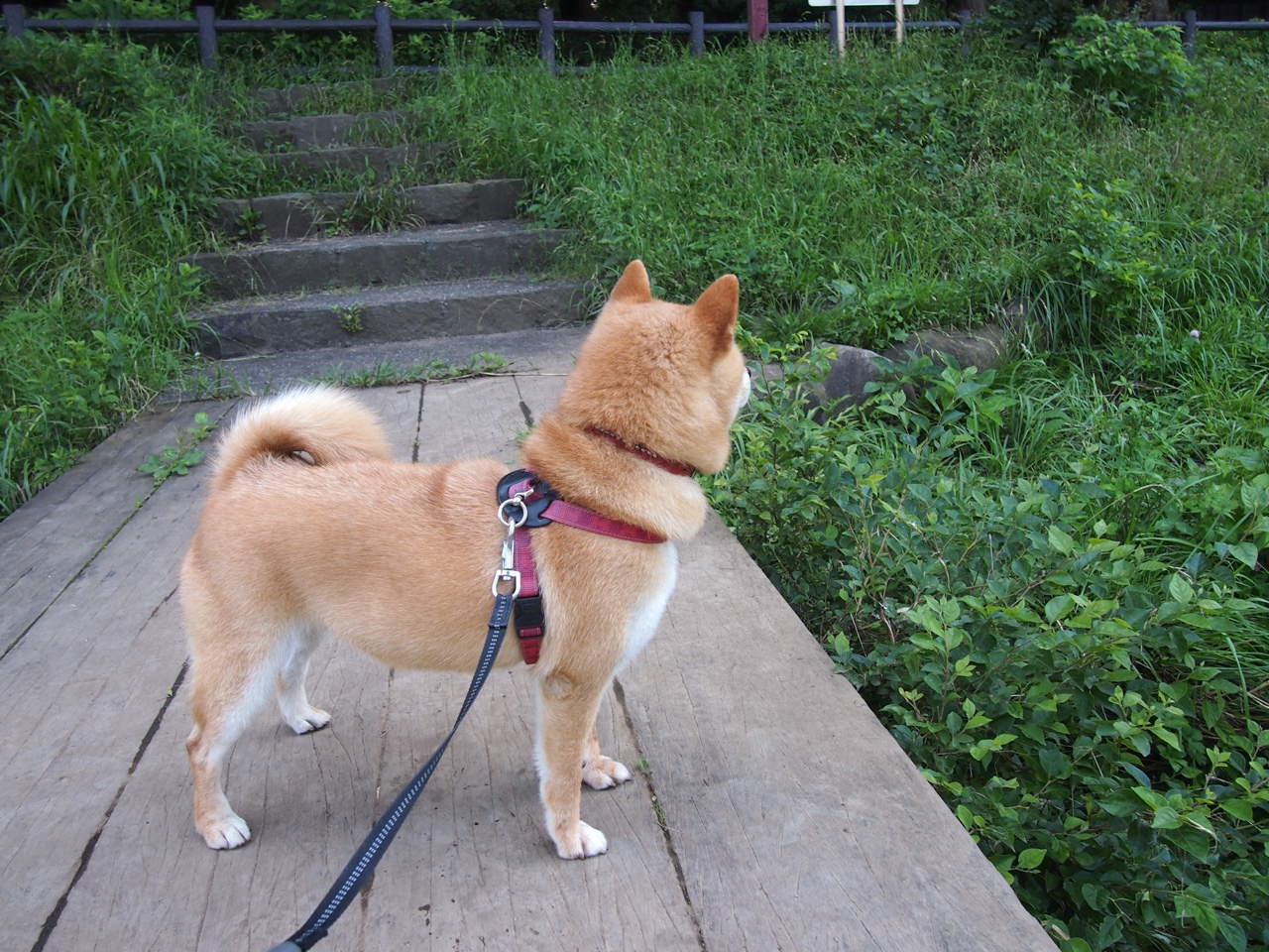 “费尔南多·比亚尔巴的精准操控，推动阿根廷美洲狮队的未来发展”