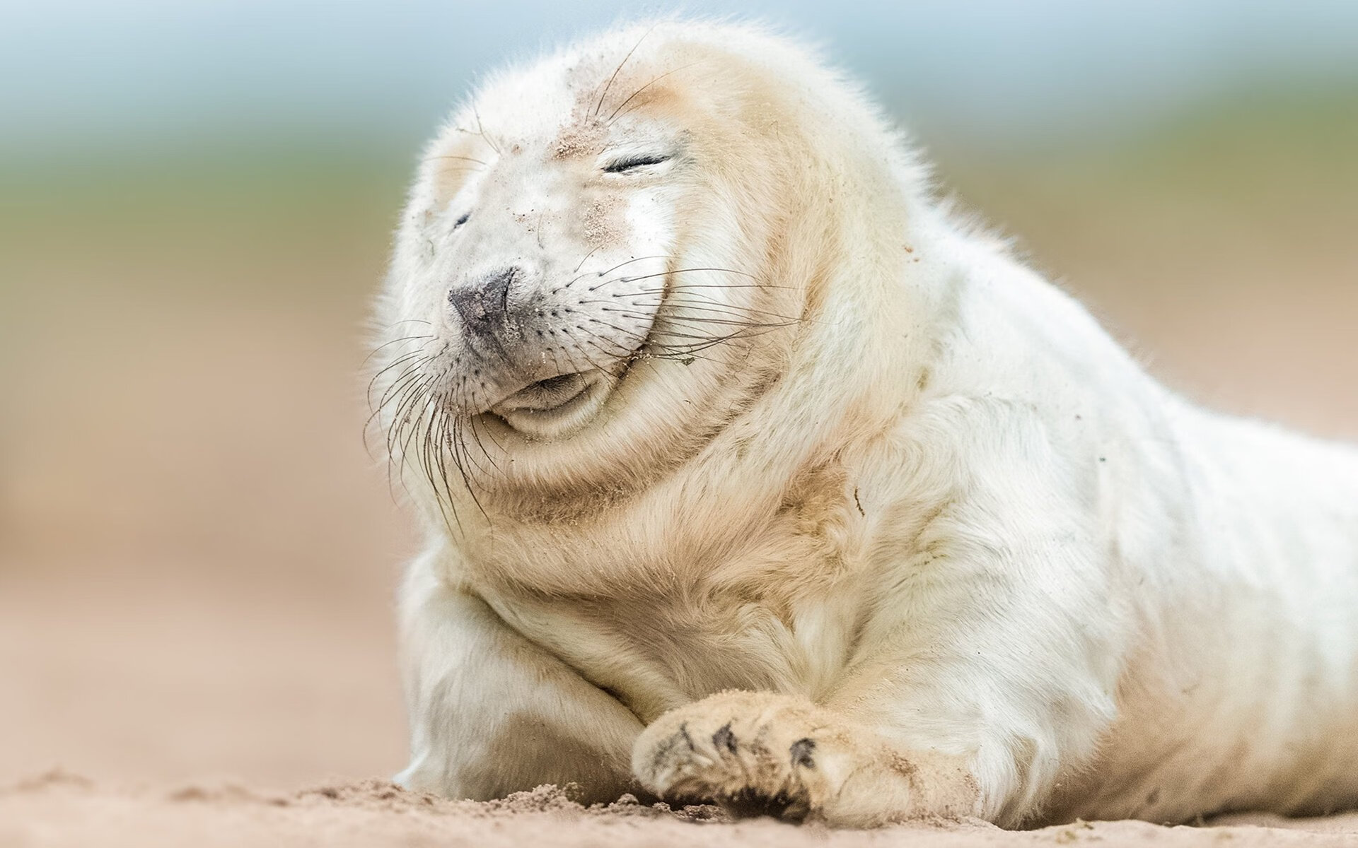 塞内加尔男篮在非洲锦标赛中奋战不息,誓夺冠军,南非洲杯塞内加尔