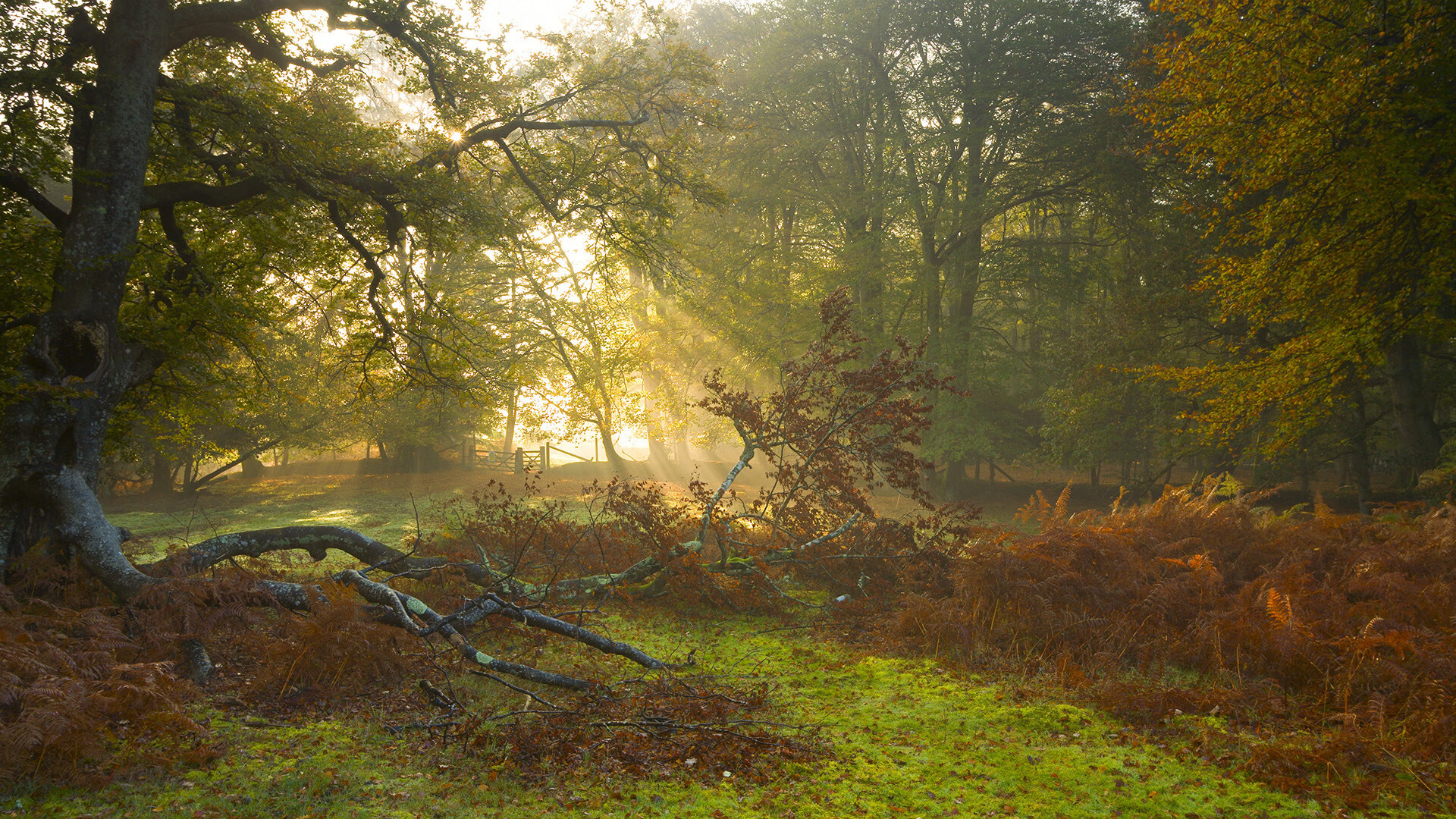 开云中国-女子足球崛起 国际赛事精彩纷呈，女子足球2021
