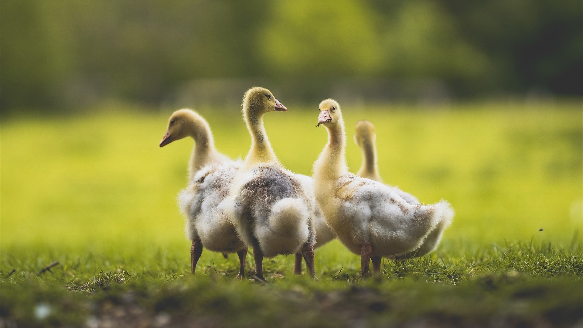 足球比赛现场数字互动体验日益丰富，数字游戏 关于足球